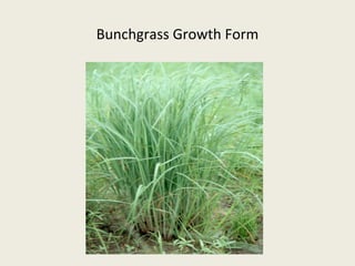 Bunchgrass Growth Form
 