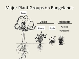 Major Plant Groups on Rangelands
       Tree


                Dicots          Monocots
                                 •Grass
               Shrub     Forb
                                •Grasslike
 