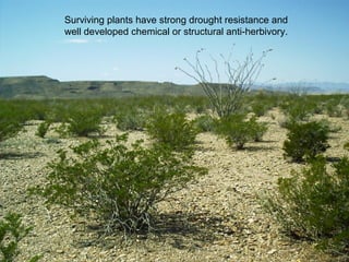 Surviving plants have strong drought resistance and
well developed chemical or structural anti-herbivory.
 