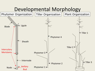 Developmental Morphology
Phytomer Organization        Tiller Organization      Plant Organization



   Blade        Ligule


                                                                  Tiller 1
                                         Phytomer 4
                 Sheath

                                                       Tiller 2
Intercalary
Meristems                   Phytomer 3


                Internode
                                                                      Tiller 3
                                         Phytomer 2
     Node       Axillary    Phytomer 1
                  Bud
 