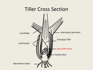 Tiller Cross Section



      Leaf Blade              Intercalary Meristem


                          Emerging Tiller
     Leaf Sheath

                         Apical Meristem

                        Axillary Bud


Adventitious Root
 