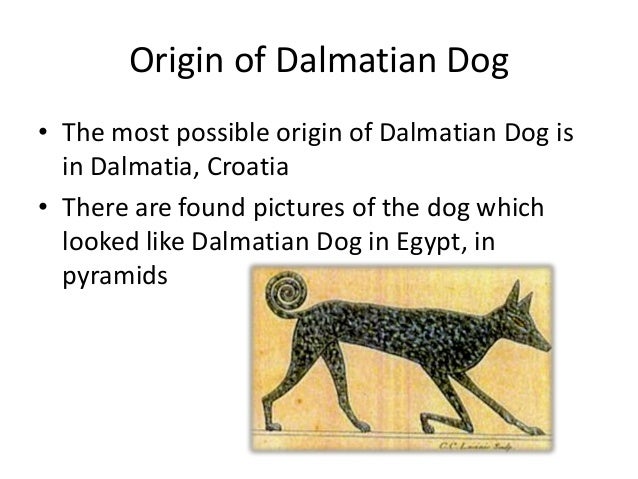 dalmatian dog origin