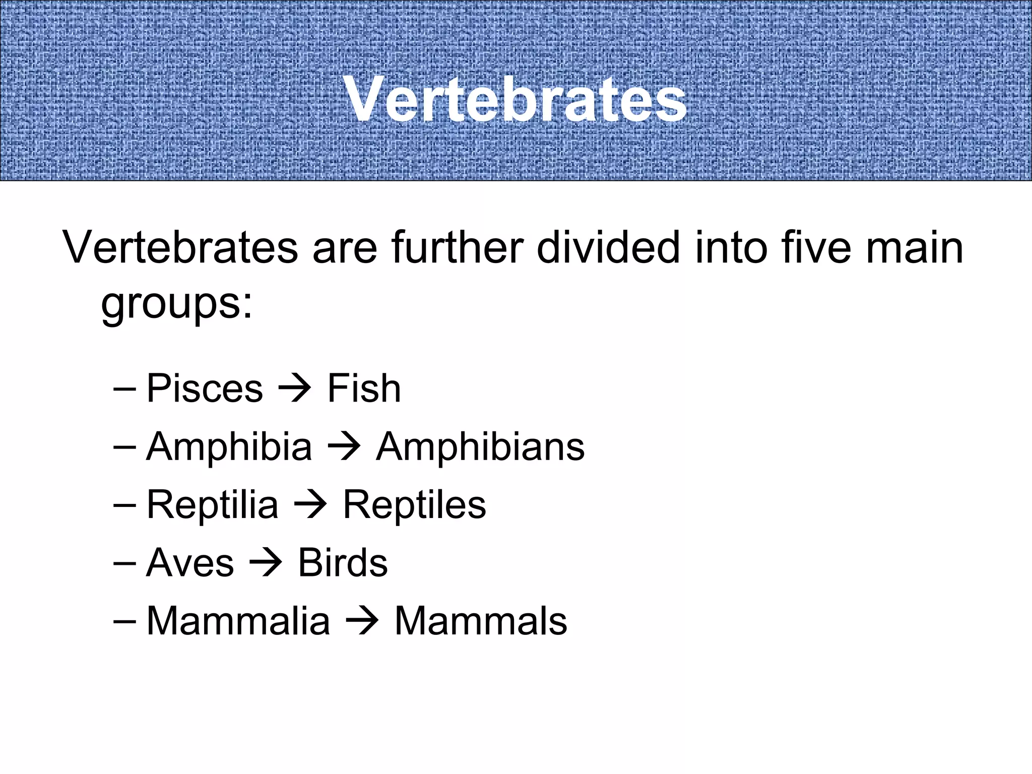 Vertebrates
Vertebrates are further divided into five main
groups:
– Pisces  Fish
– Amphibia  Amphibians
– Reptilia  Reptiles
– Aves  Birds
– Mammalia  Mammals

 