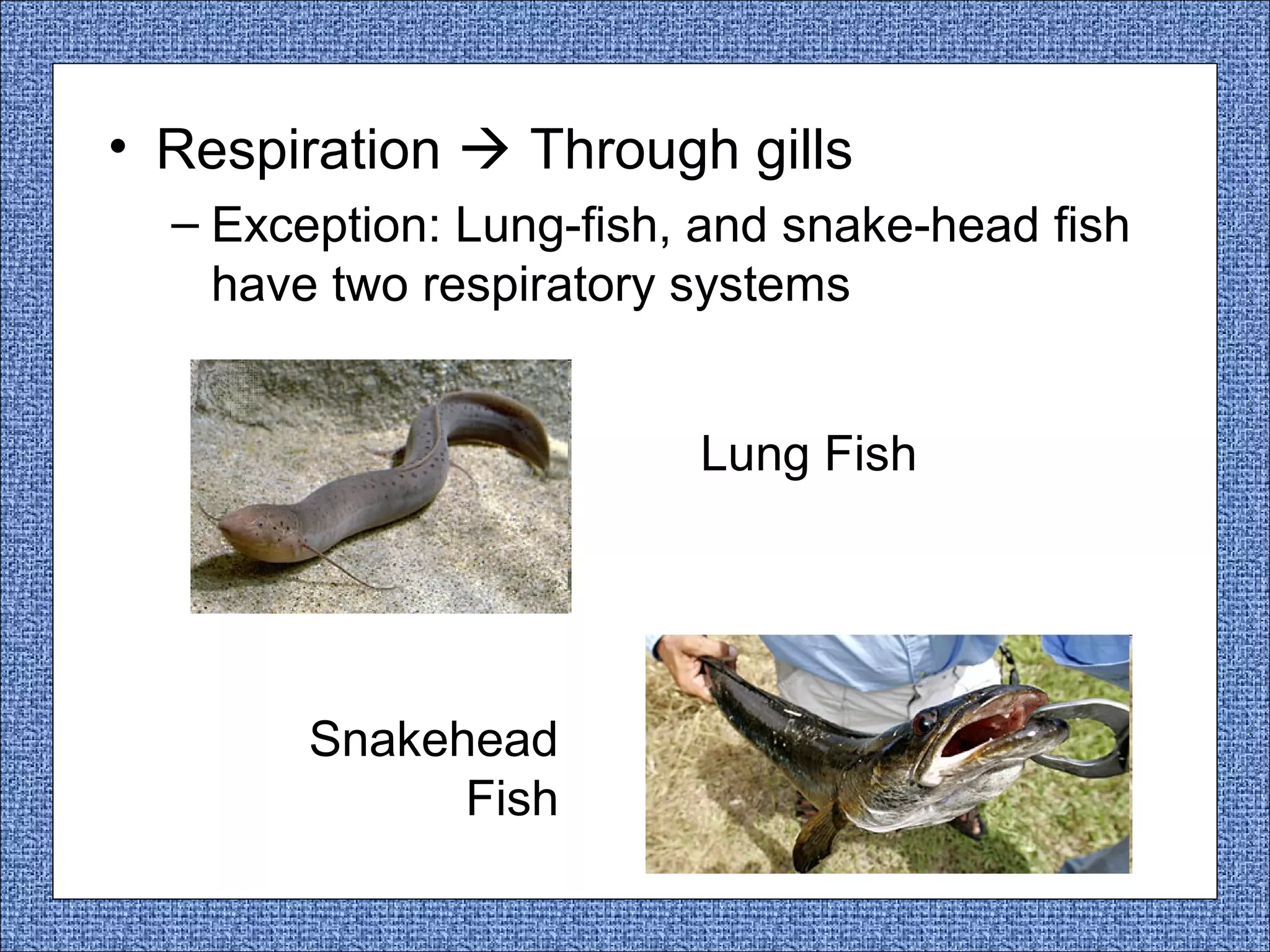• Respiration  Through gills
– Exception: Lung-fish, and snake-head fish
have two respiratory systems
Lung Fish

Snakehead
Fish

 