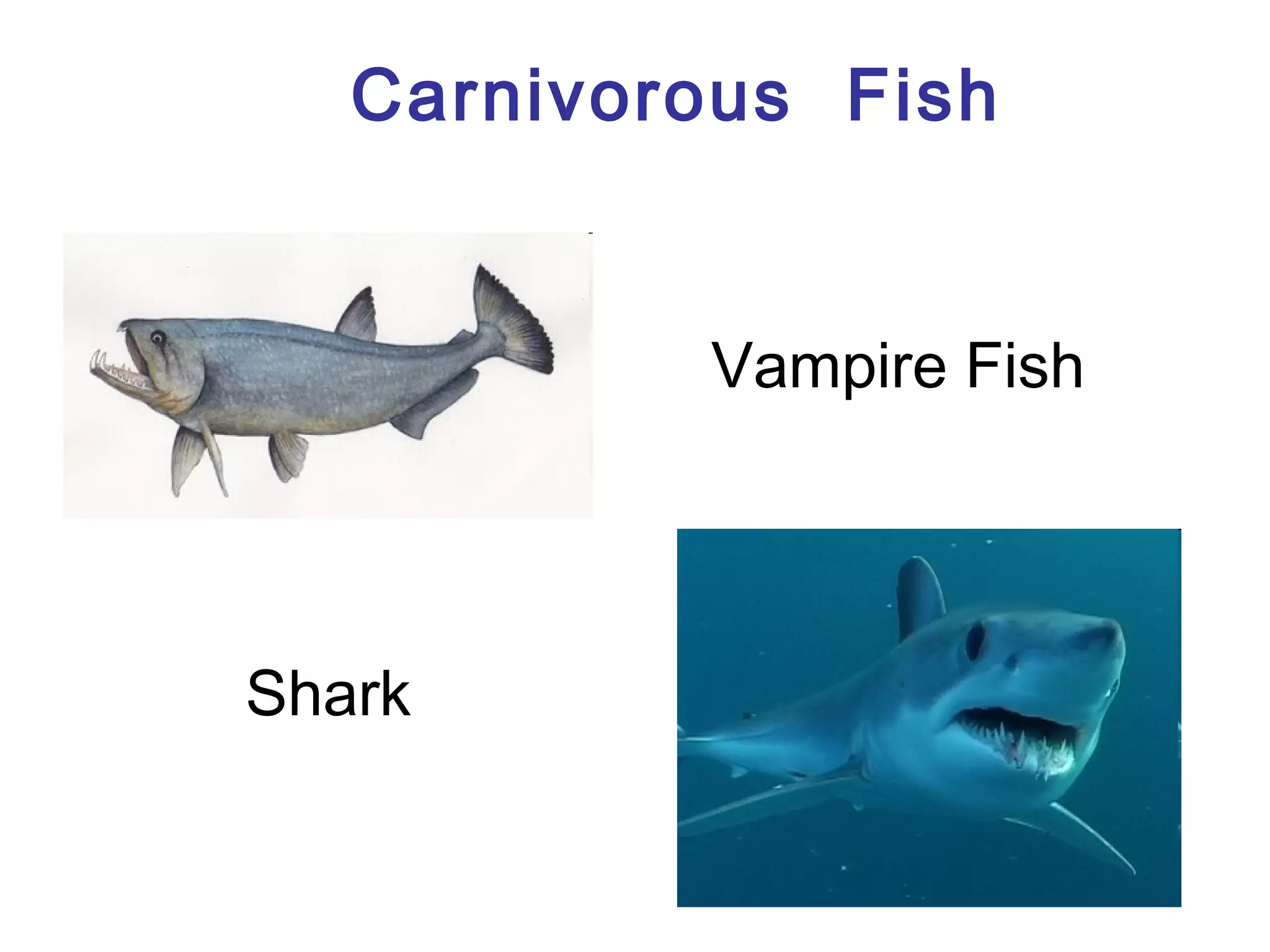Carnivorous Fish

Vampire Fish

Shark

 