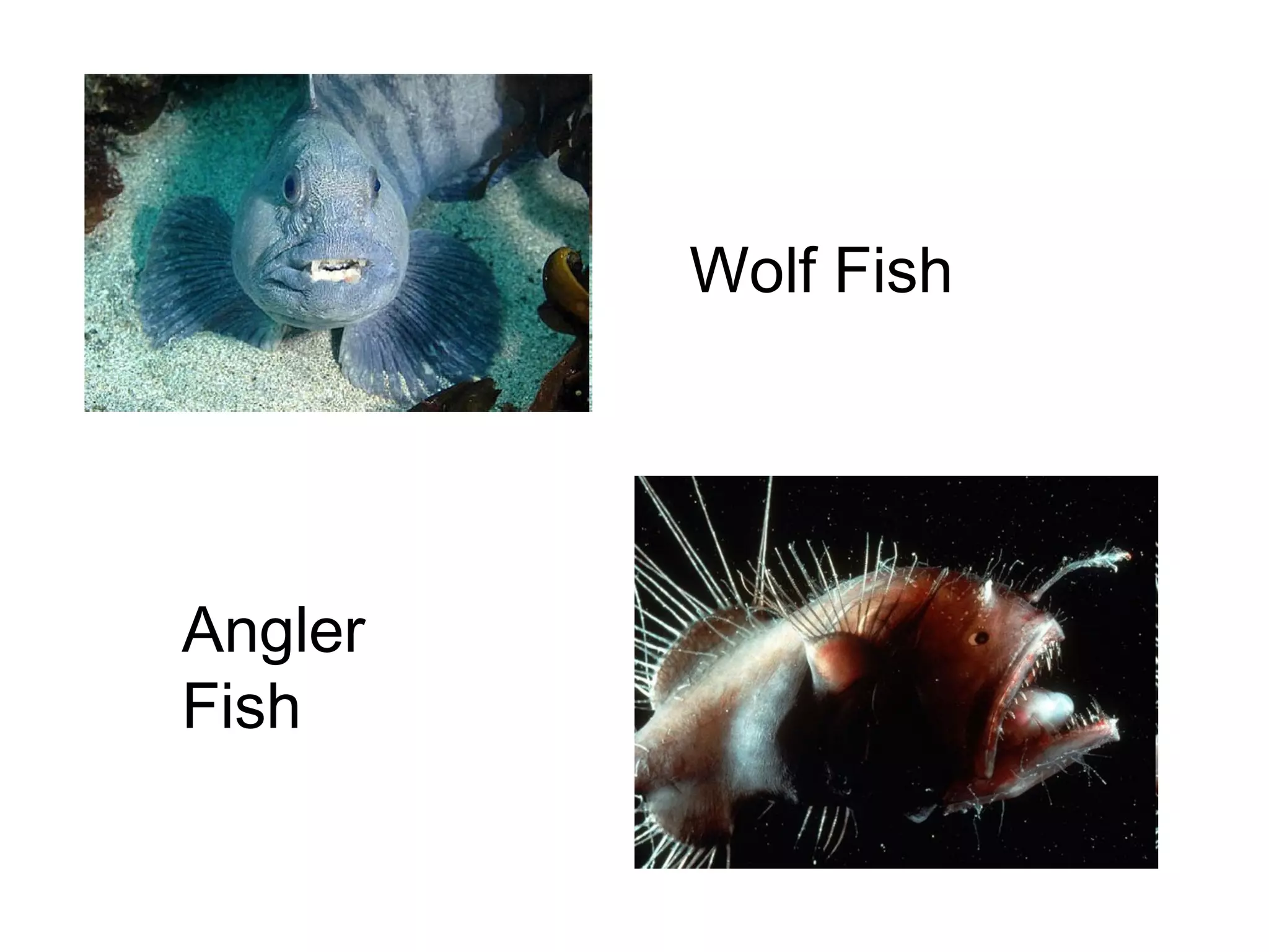 Wolf Fish

Angler
Fish

 