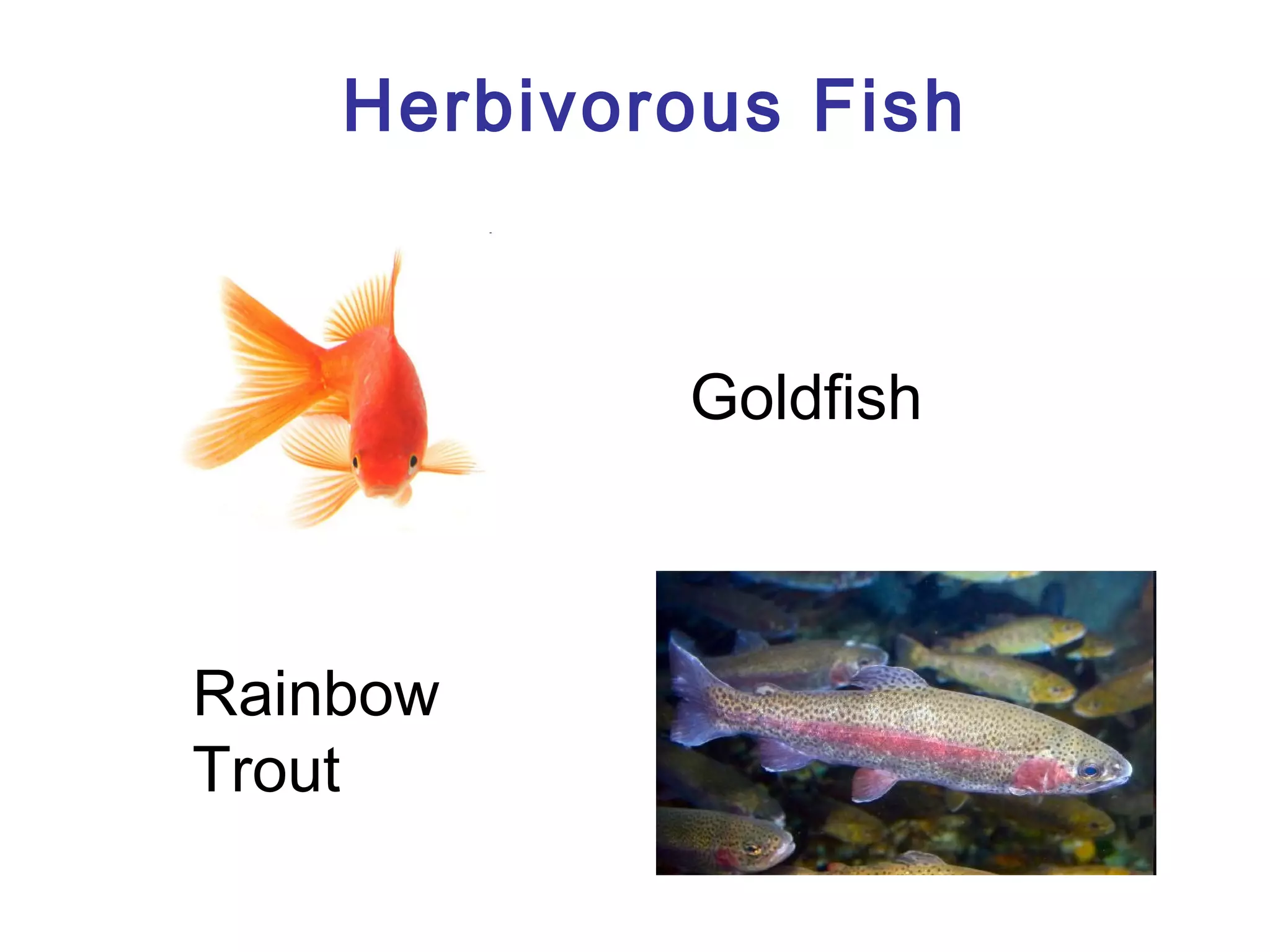 Herbivorous Fish

Goldfish

Rainbow
Trout

 