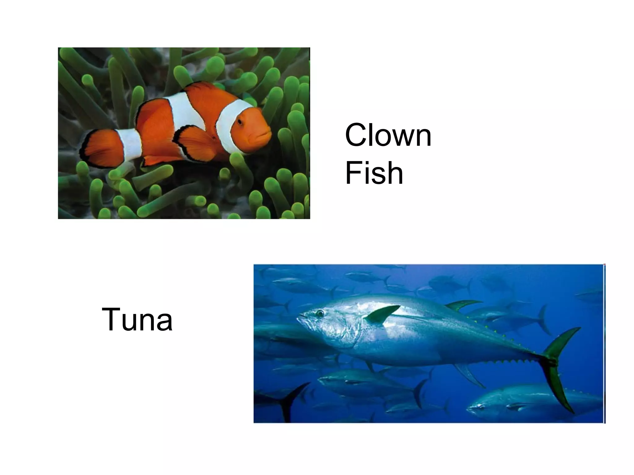 Clown
Fish

Tuna

 