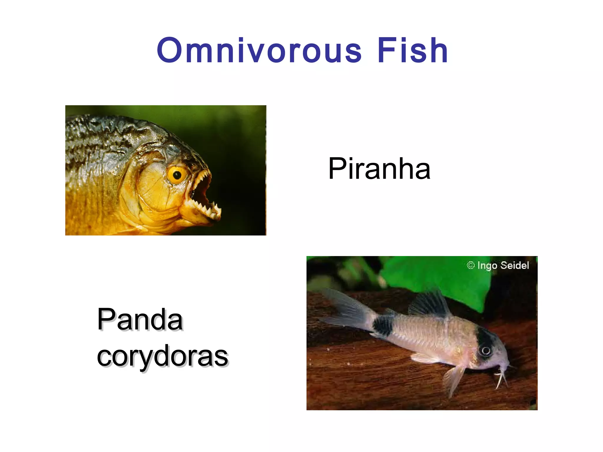 Omnivorous Fish
Piranha

Panda
corydoras

 