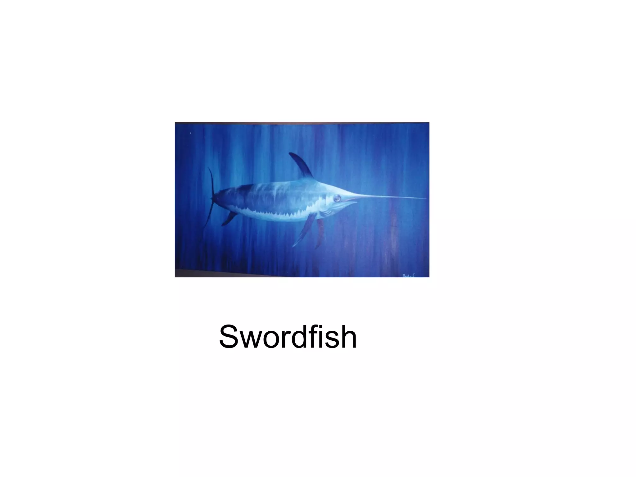 Swordfish

 