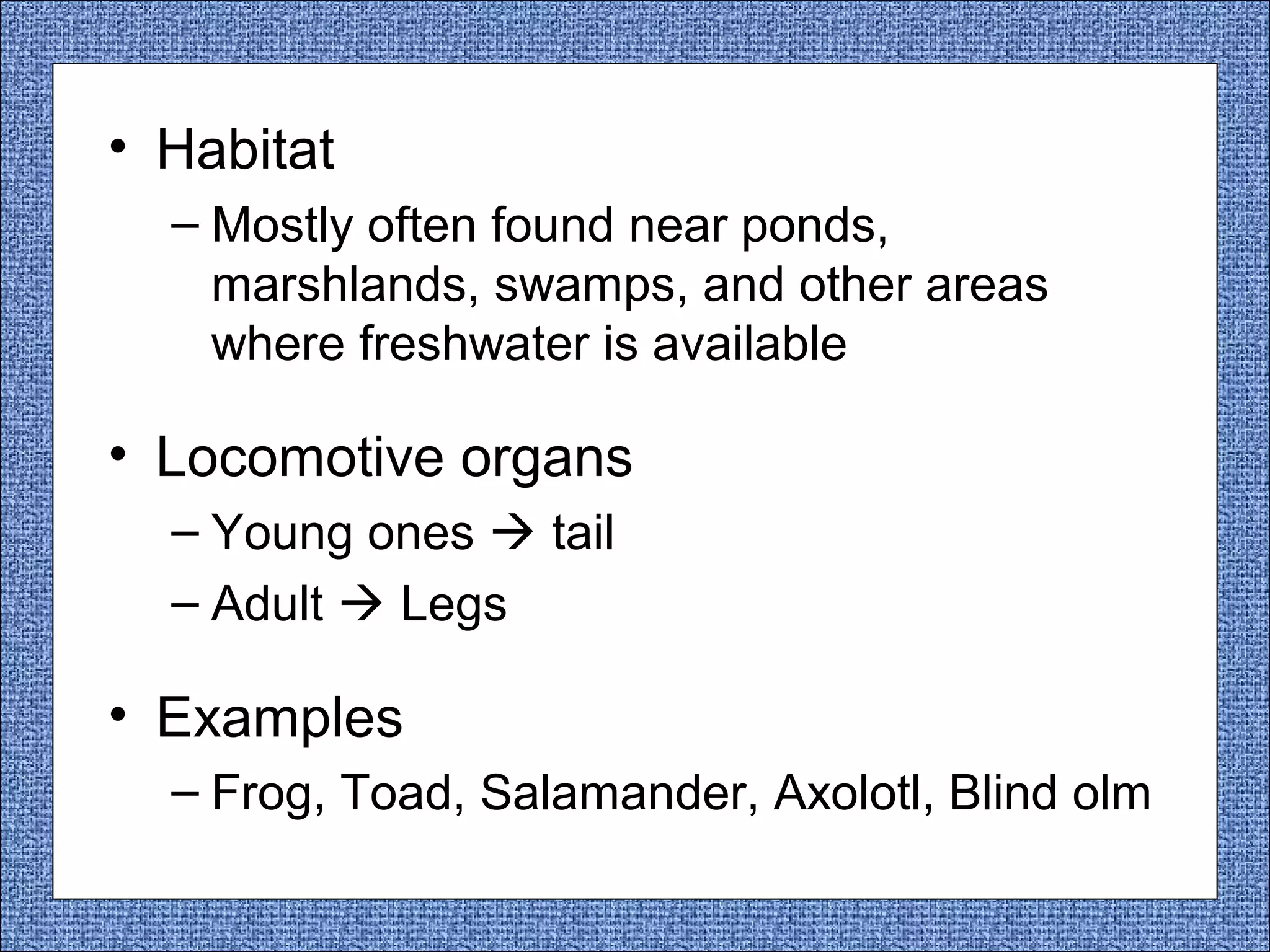 • Habitat
– Mostly often found near ponds,
marshlands, swamps, and other areas
where freshwater is available

• Locomotive organs
– Young ones  tail
– Adult  Legs

• Examples
– Frog, Toad, Salamander, Axolotl, Blind olm

 