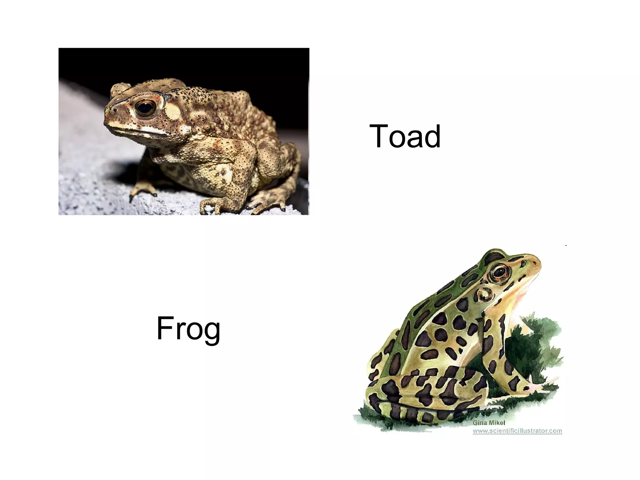 Toad

Frog

 