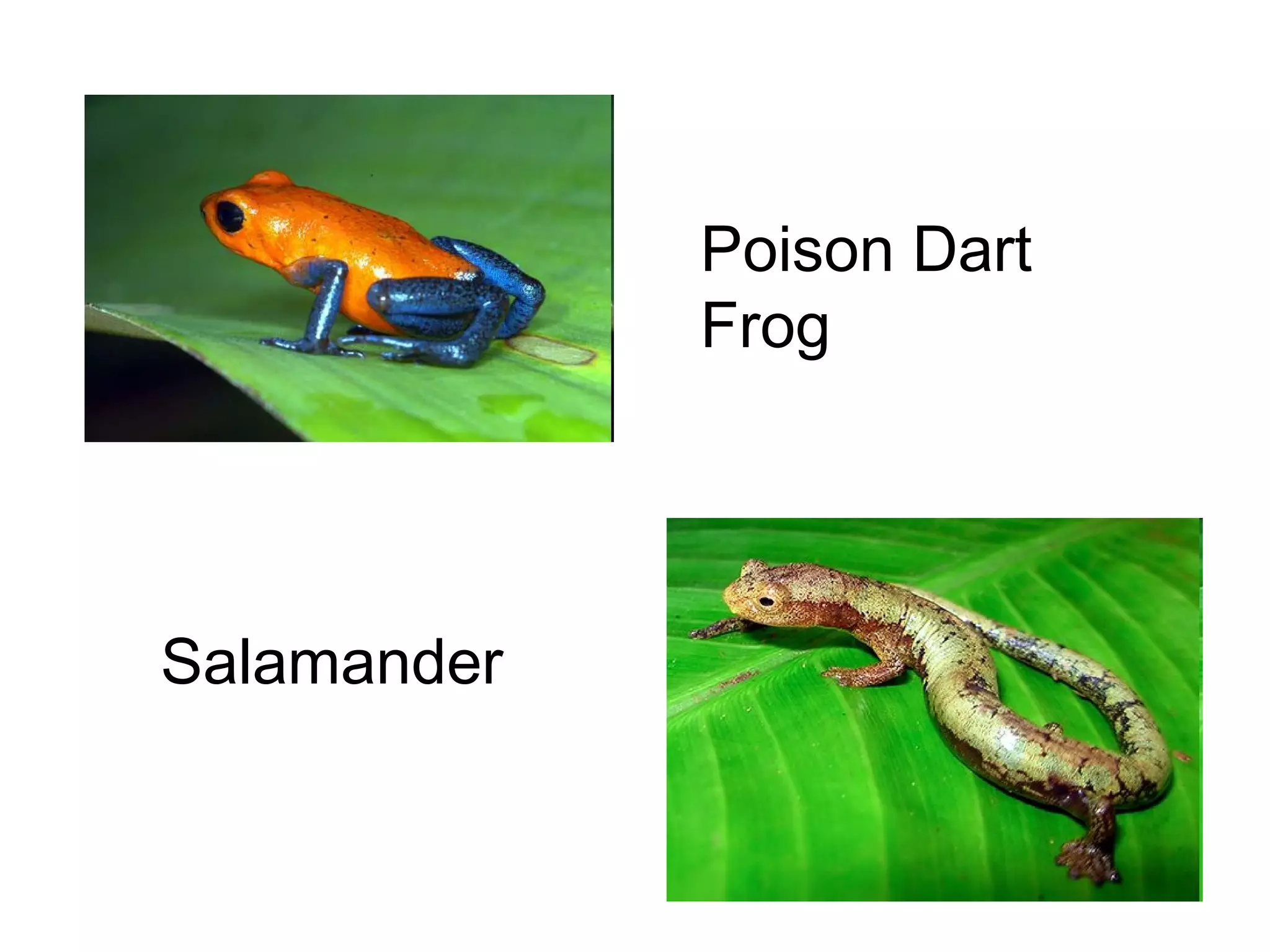 Poison Dart
Frog

Salamander

 