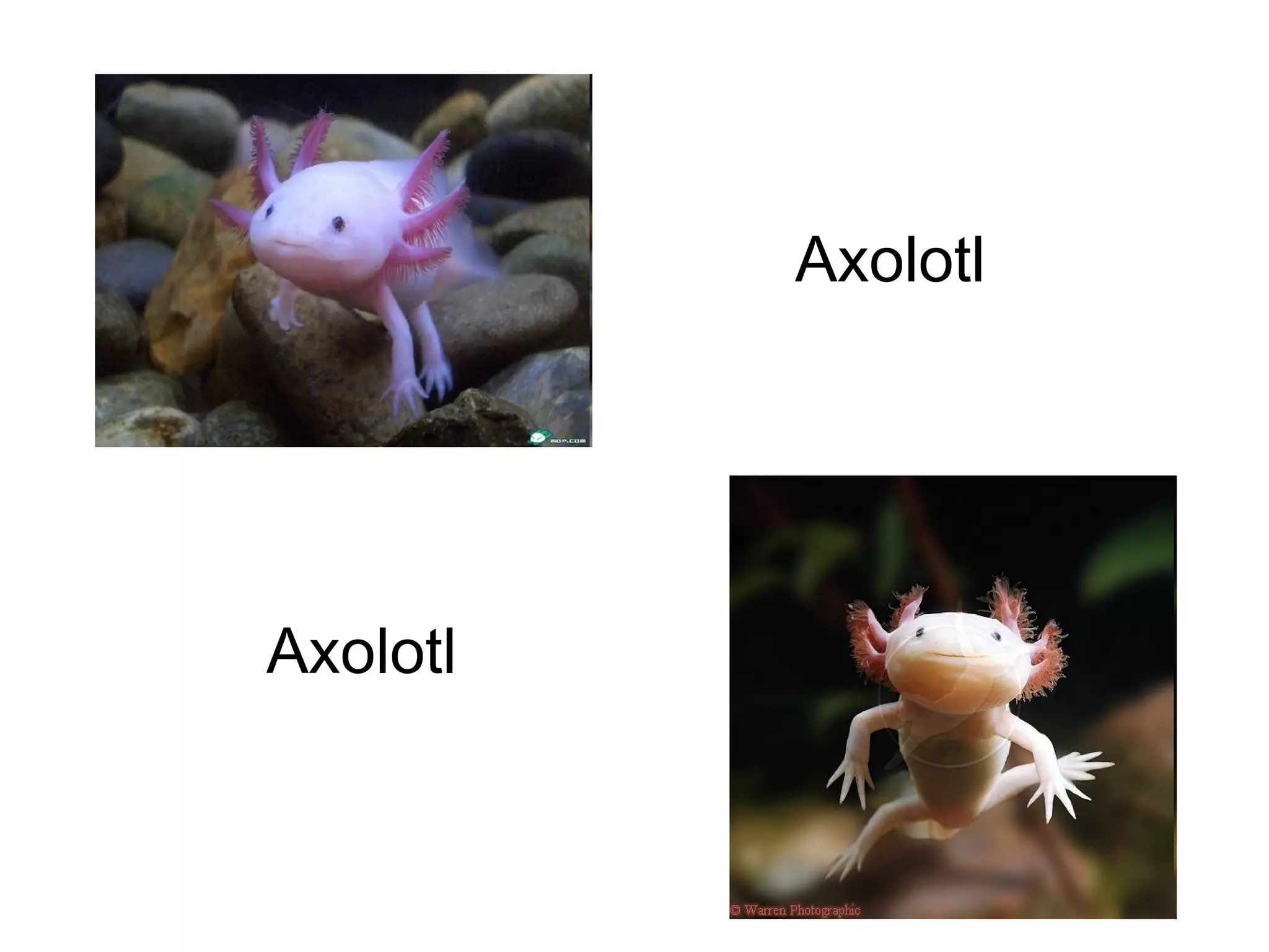 Axolotl

Axolotl

 