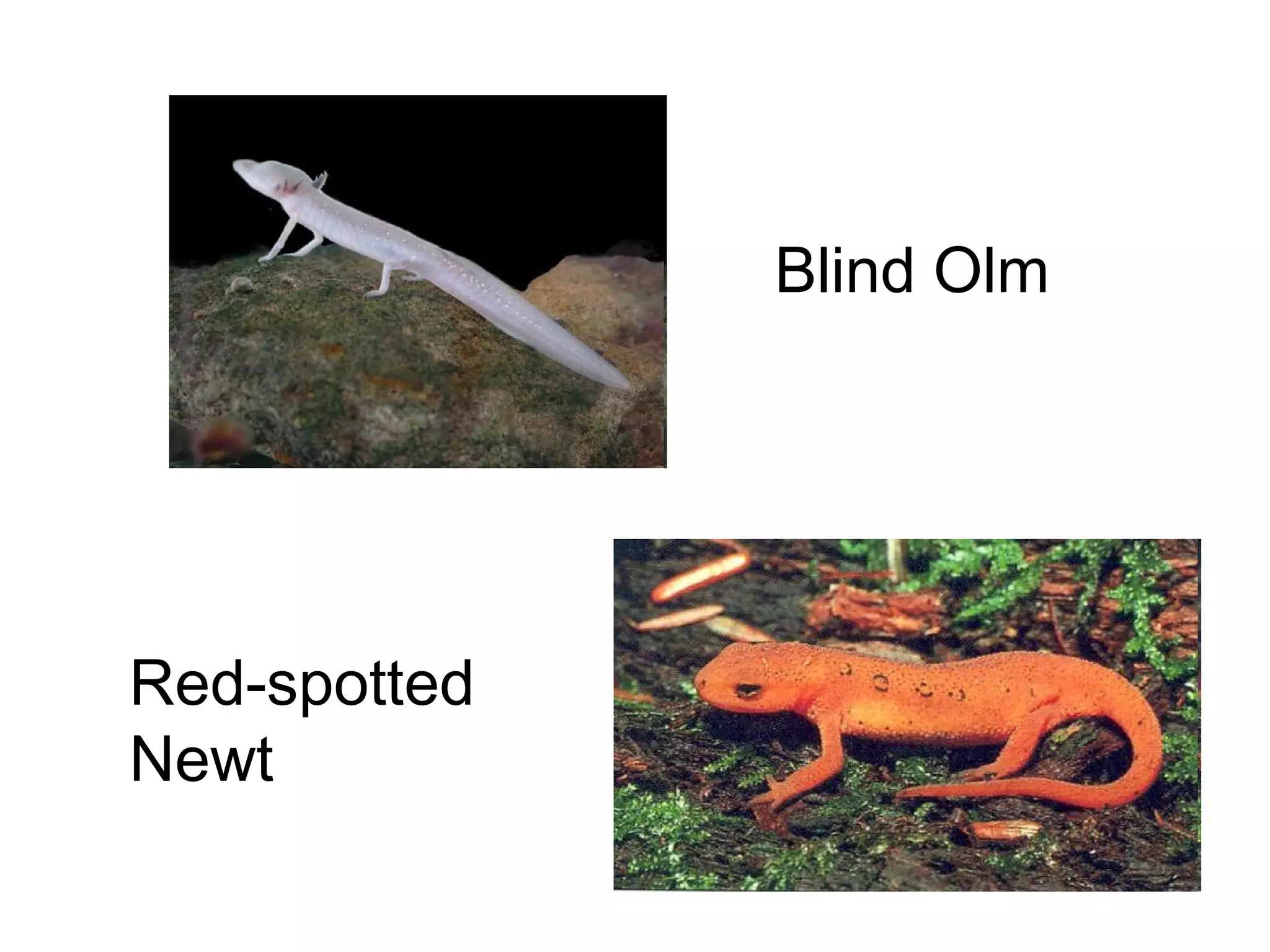Blind Olm

Red-spotted
Newt

 