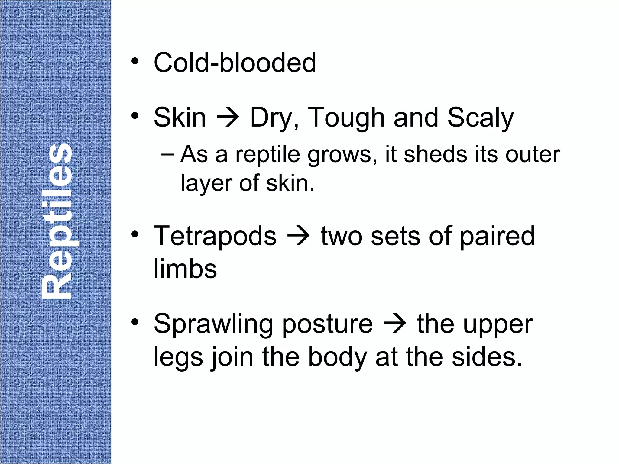 • Cold-blooded

Reptiles

• Skin  Dry, Tough and Scaly
– As a reptile grows, it sheds its outer
layer of skin.

• Tetrapods  two sets of paired
limbs
• Sprawling posture  the upper
legs join the body at the sides.

 