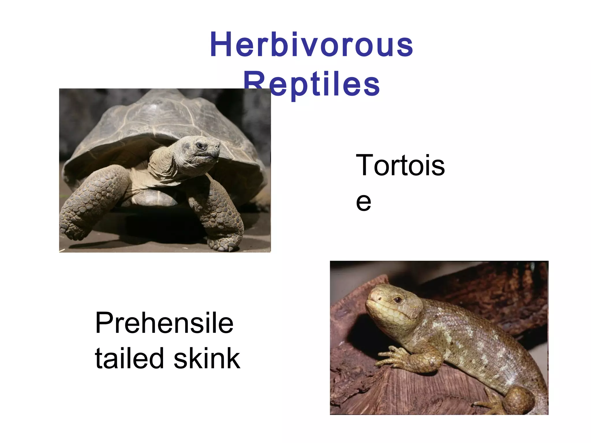 Herbivorous
Reptiles
Tortois
e

Prehensile
tailed skink

 