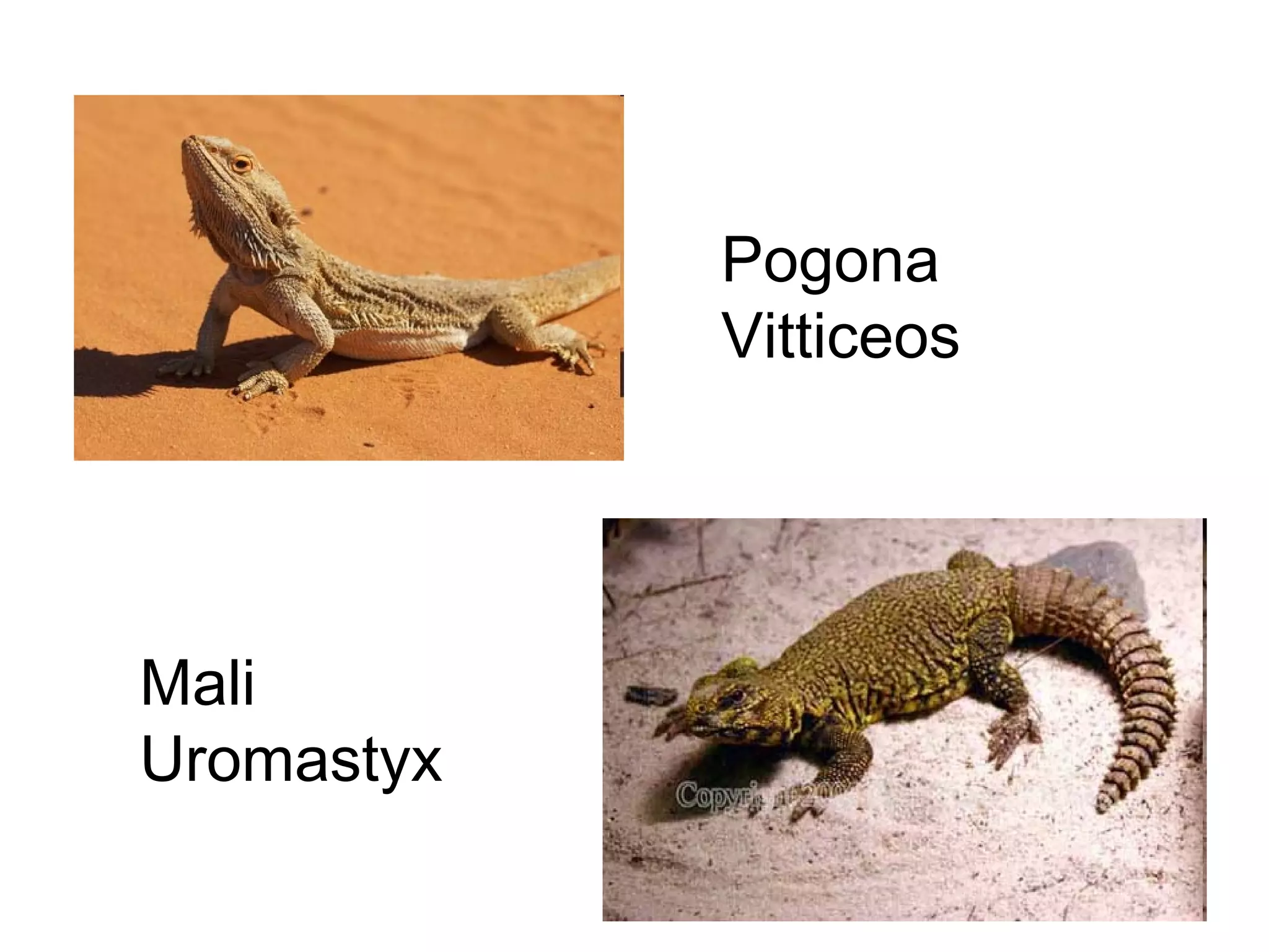 Pogona
Vitticeos

Mali
Uromastyx

 