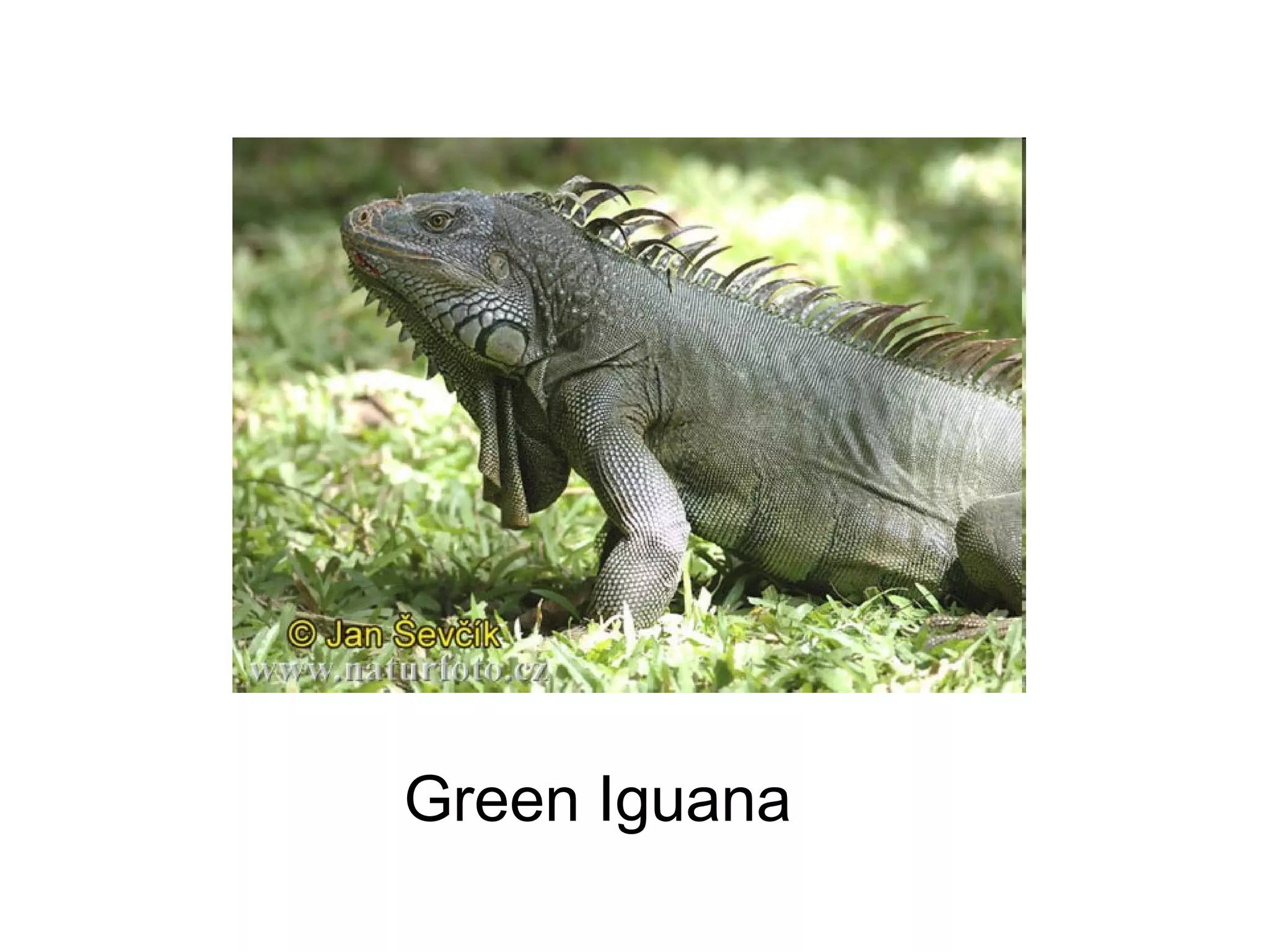 Green Iguana

 
