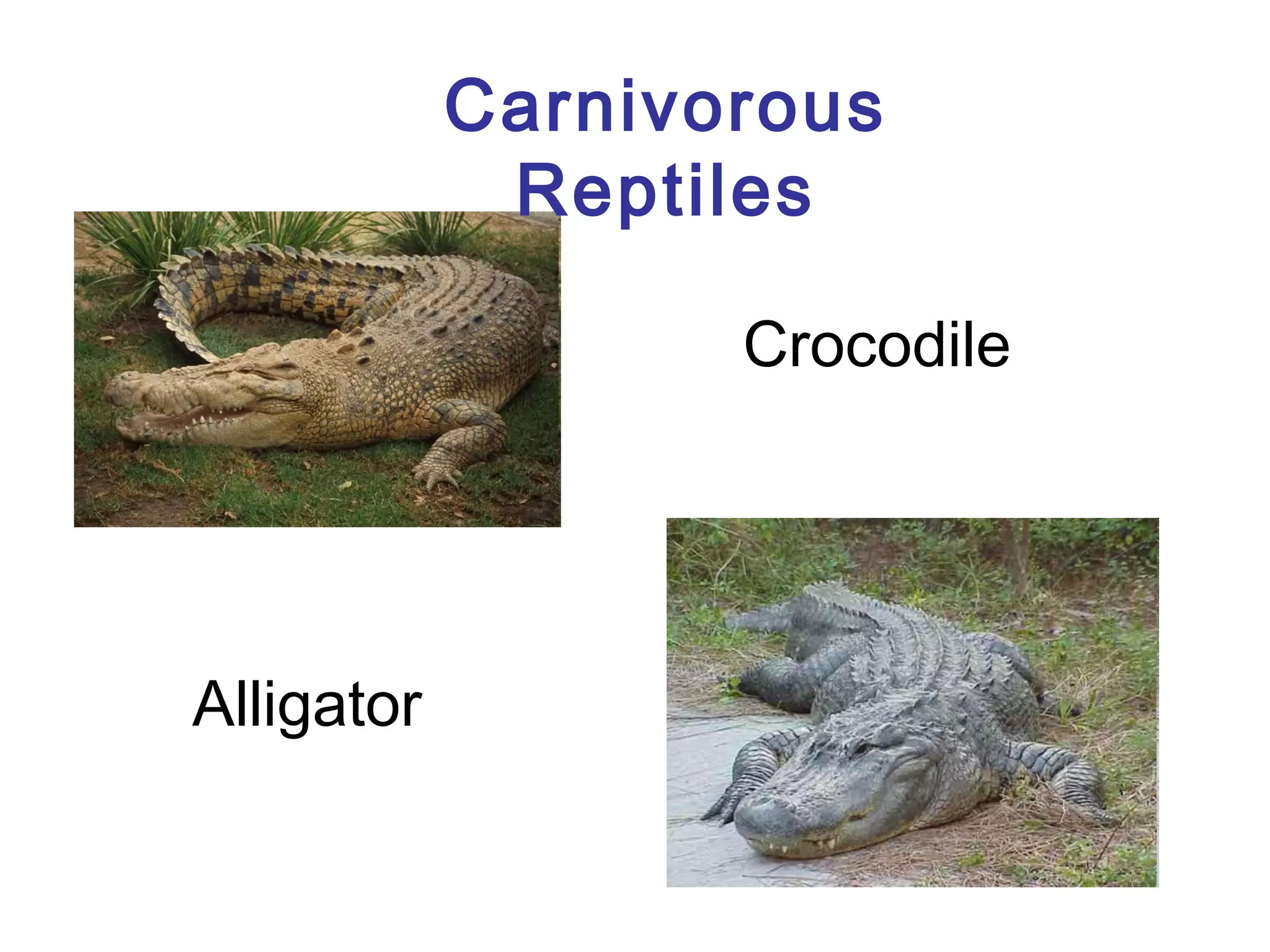 Carnivorous
Reptiles
Crocodile

Alligator

 