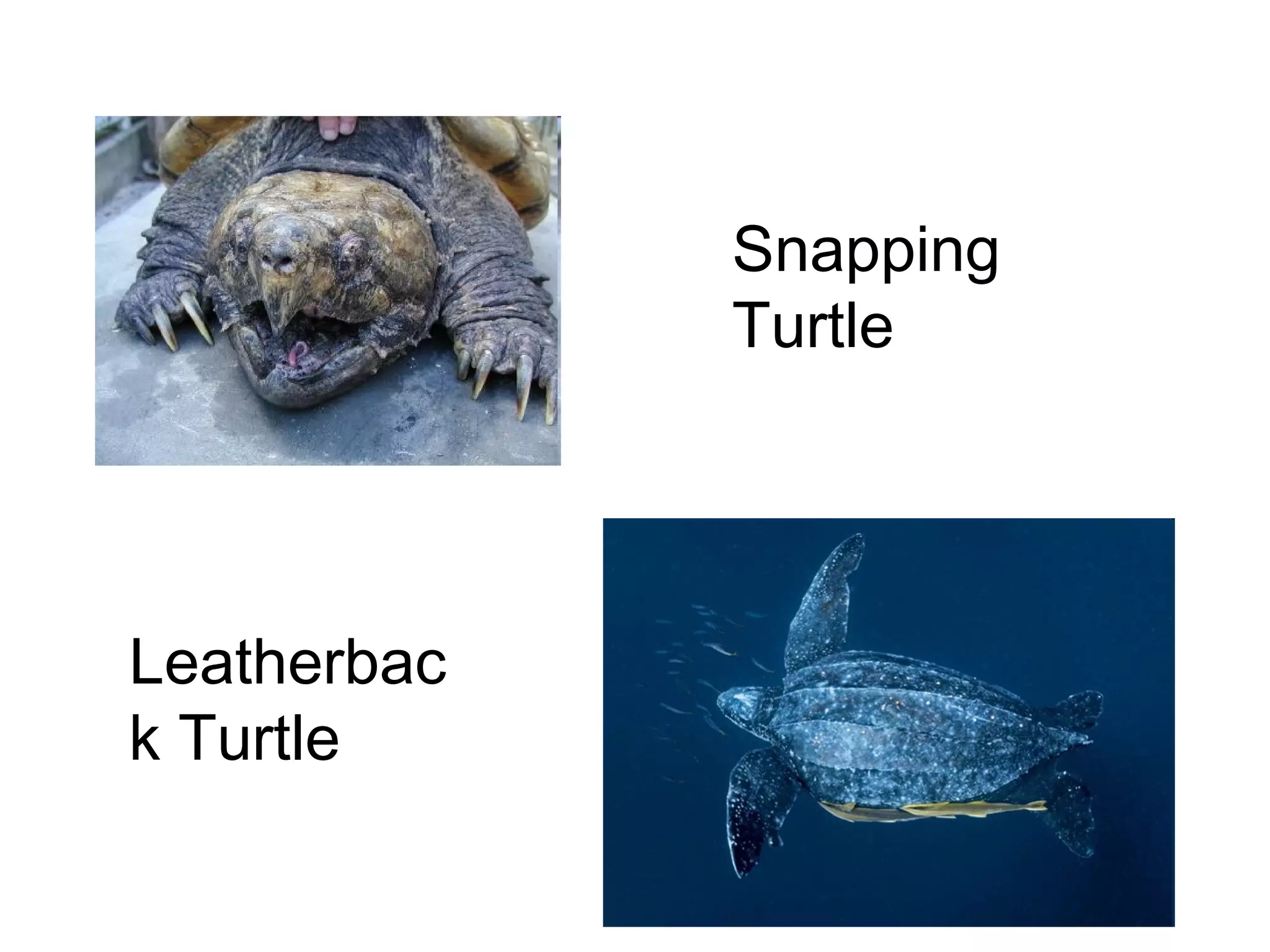 Snapping
Turtle

Leatherbac
k Turtle

 