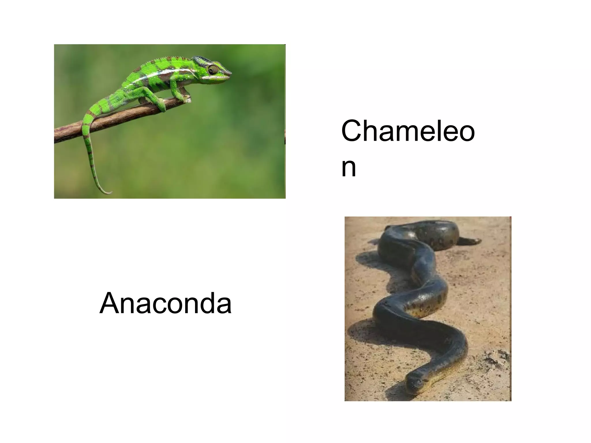 Chameleo
n

Anaconda

 
