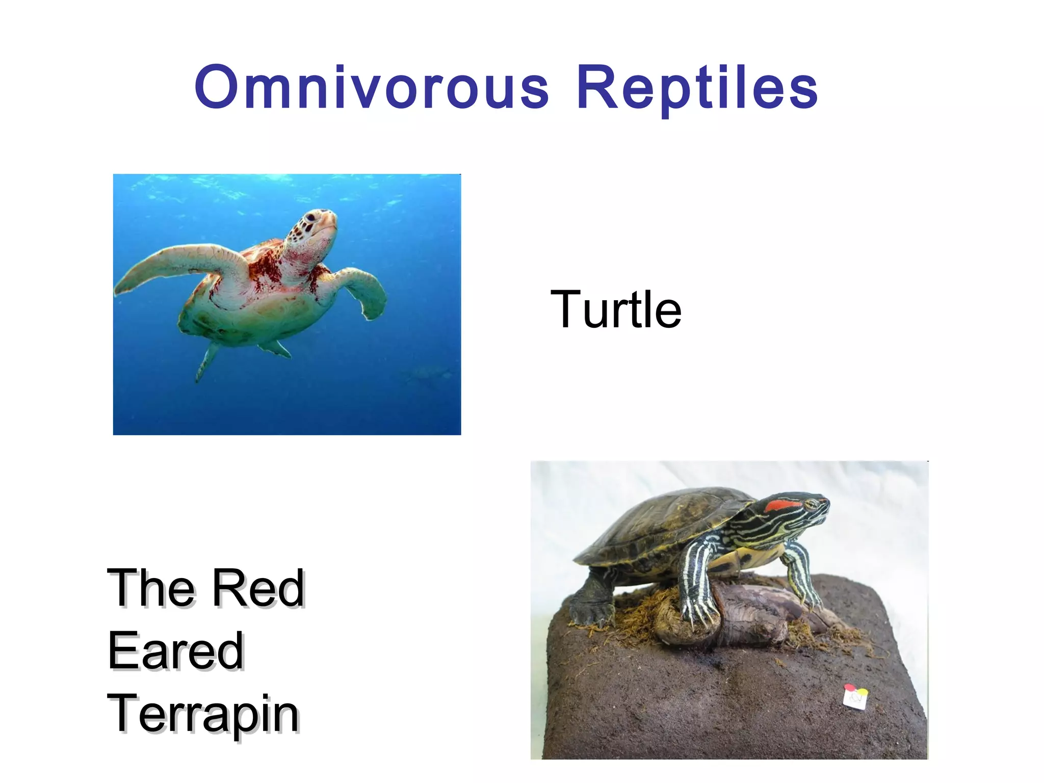 Omnivorous Reptiles

Turtle

The Red
Eared
Terrapin

 