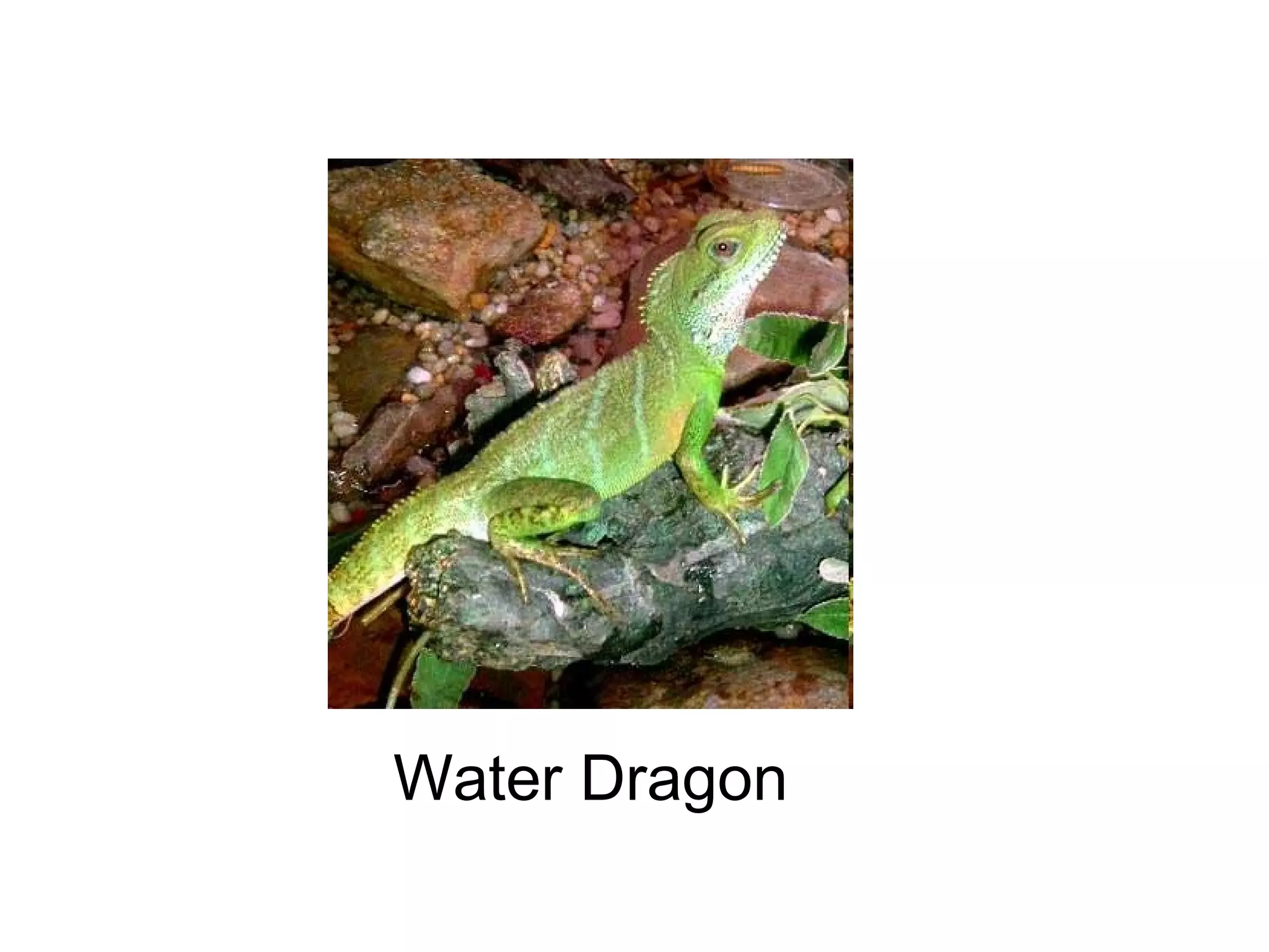 Water Dragon

 