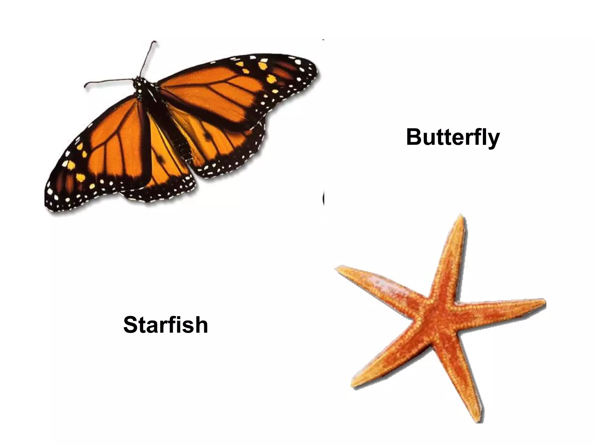 Butterfly

Starfish

 