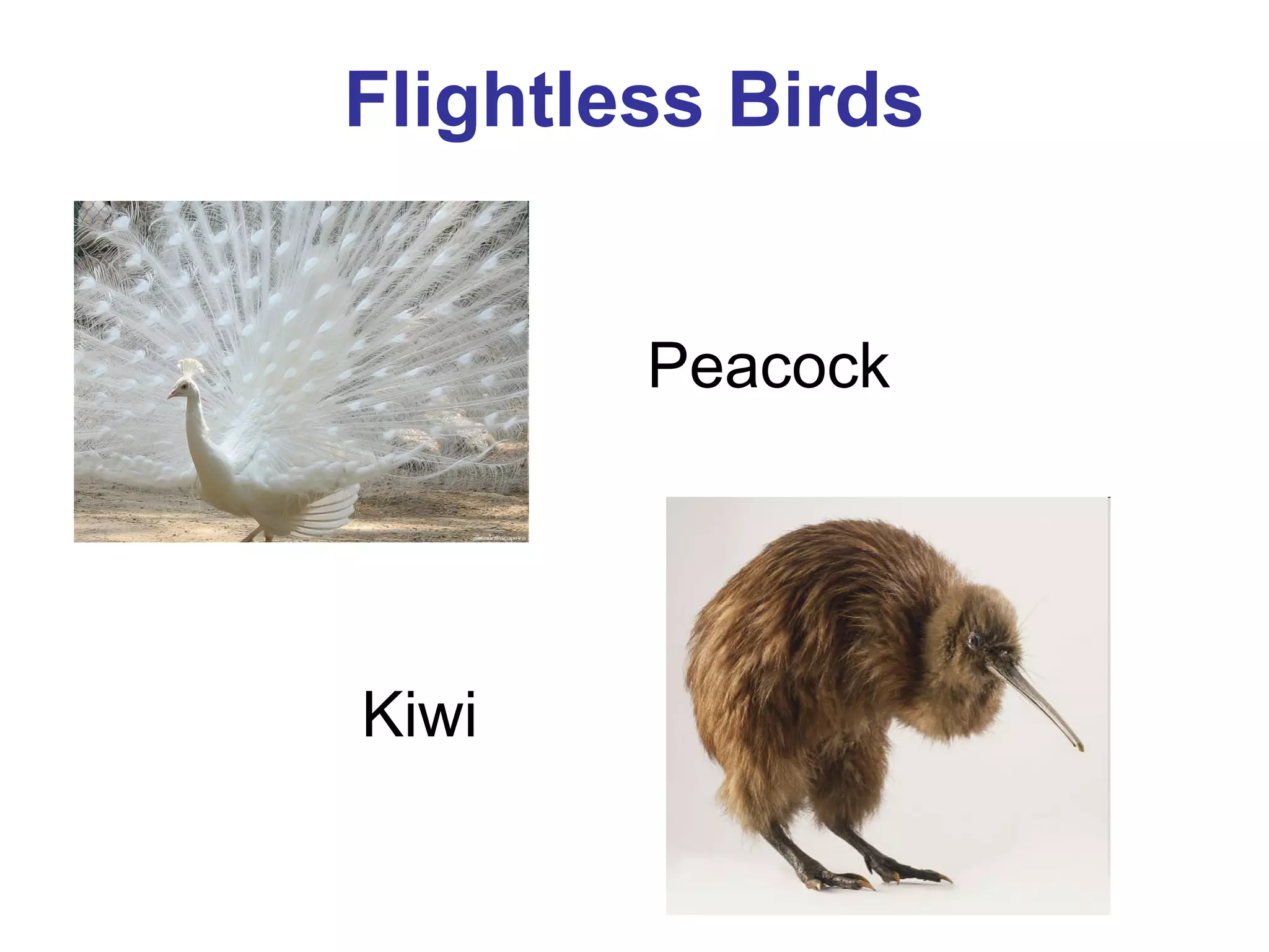 Flightless Birds
Peacock

Kiwi

 