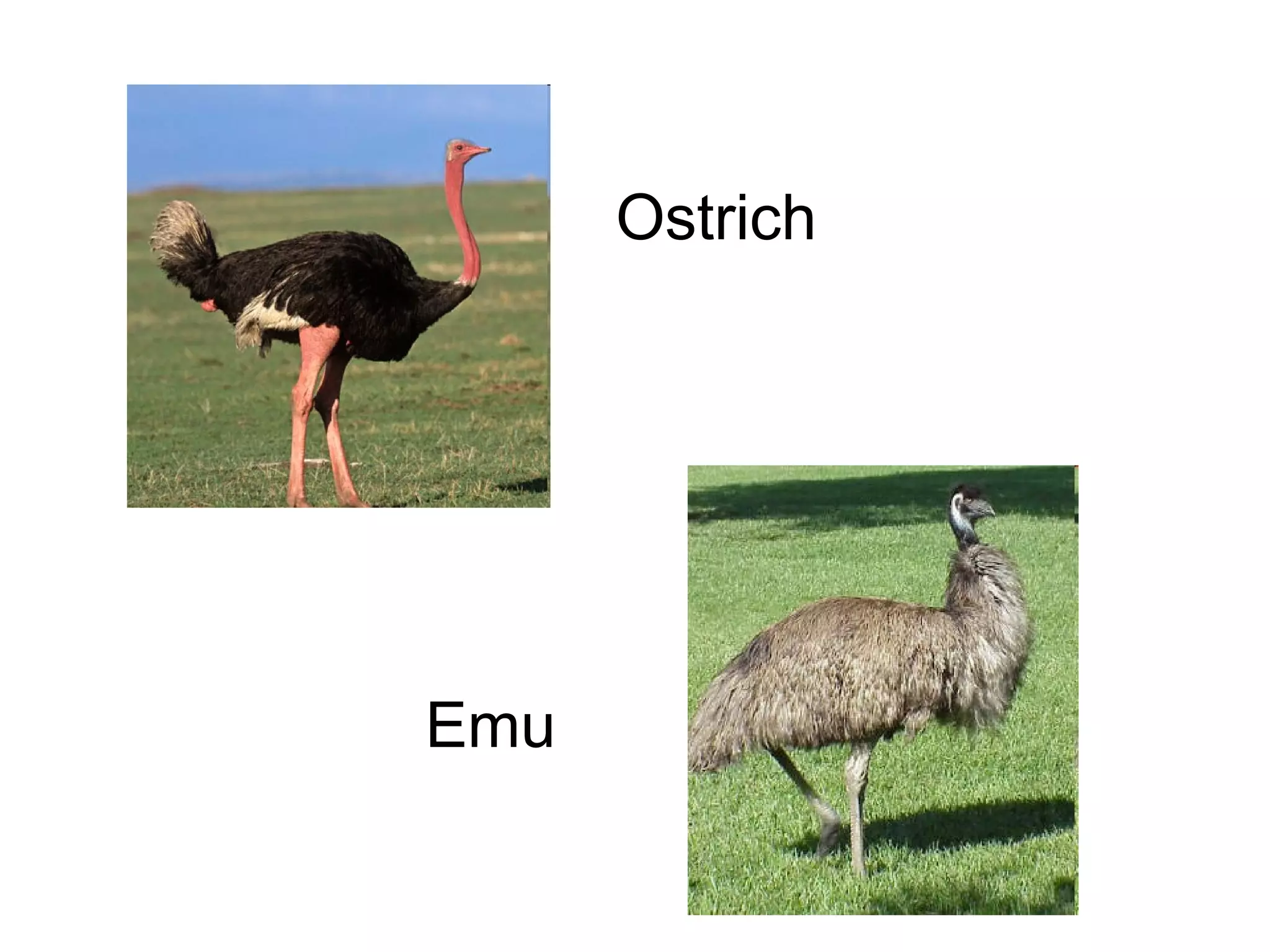 Ostrich

Emu

 