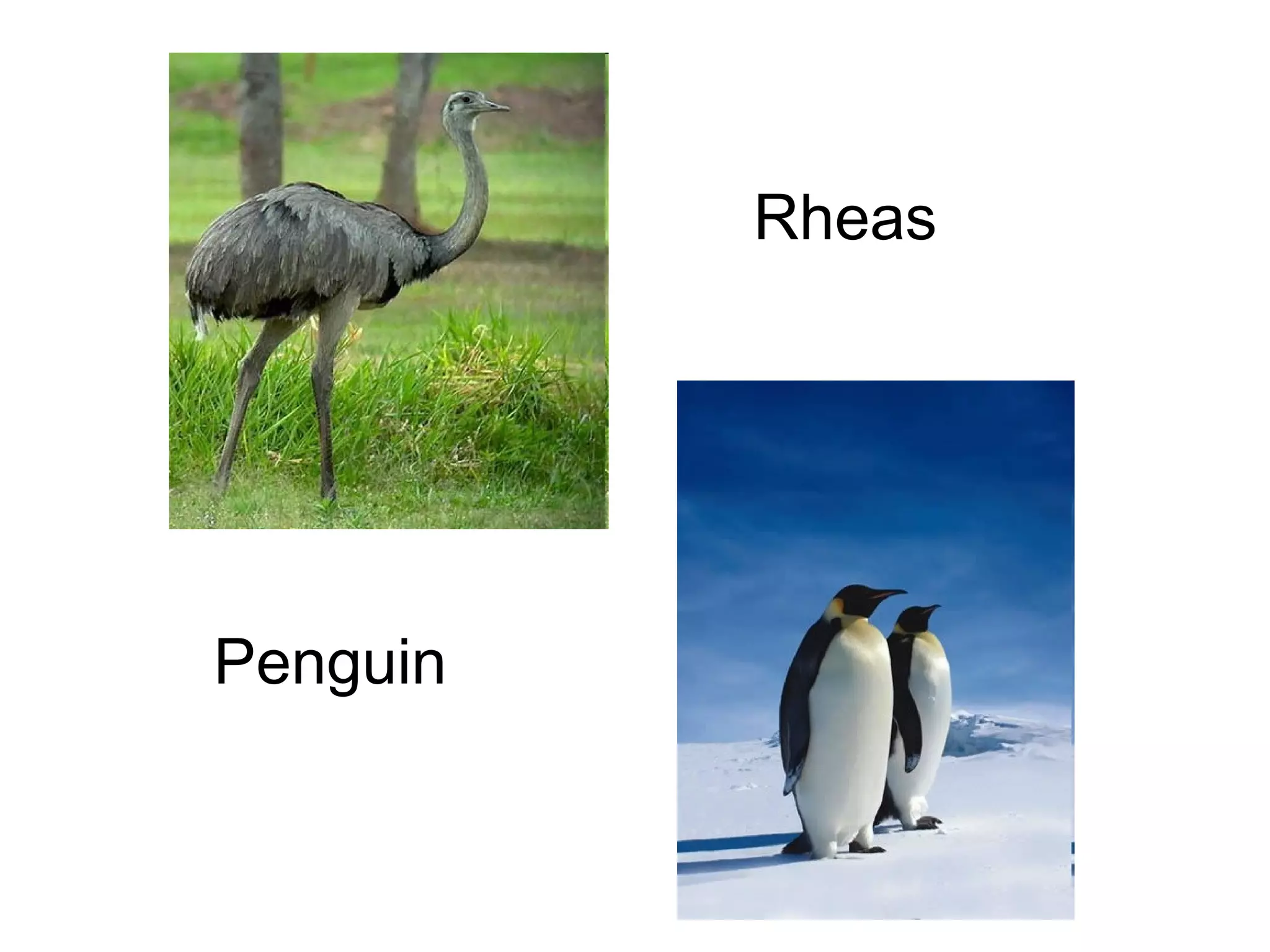 Rheas

Penguin

 