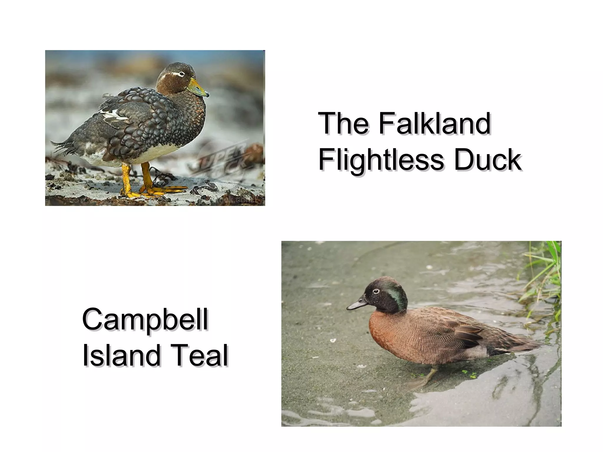 The Falkland
Flightless Duck

Campbell
Island Teal

 