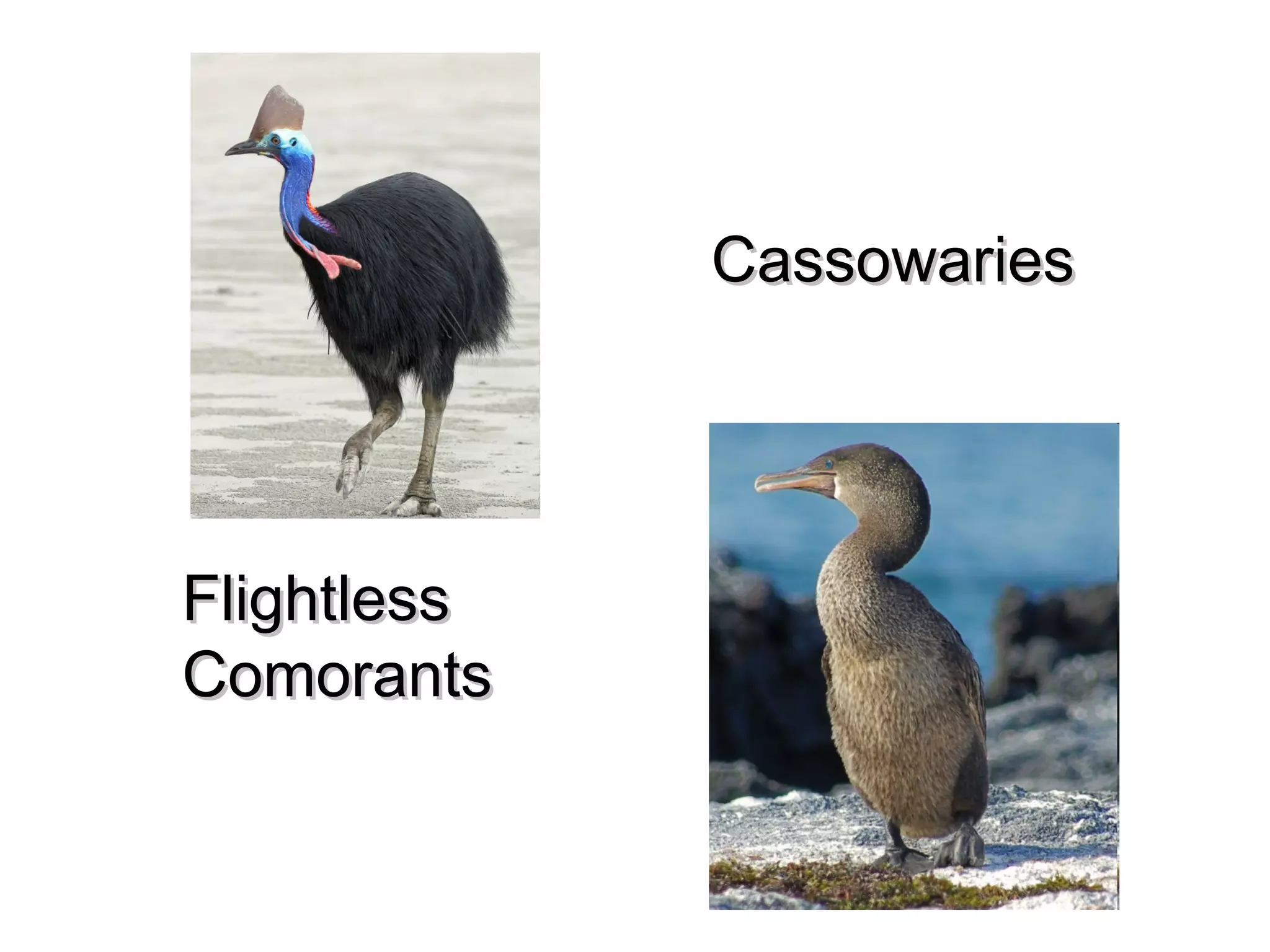 Cassowaries

Flightless
Comorants

 