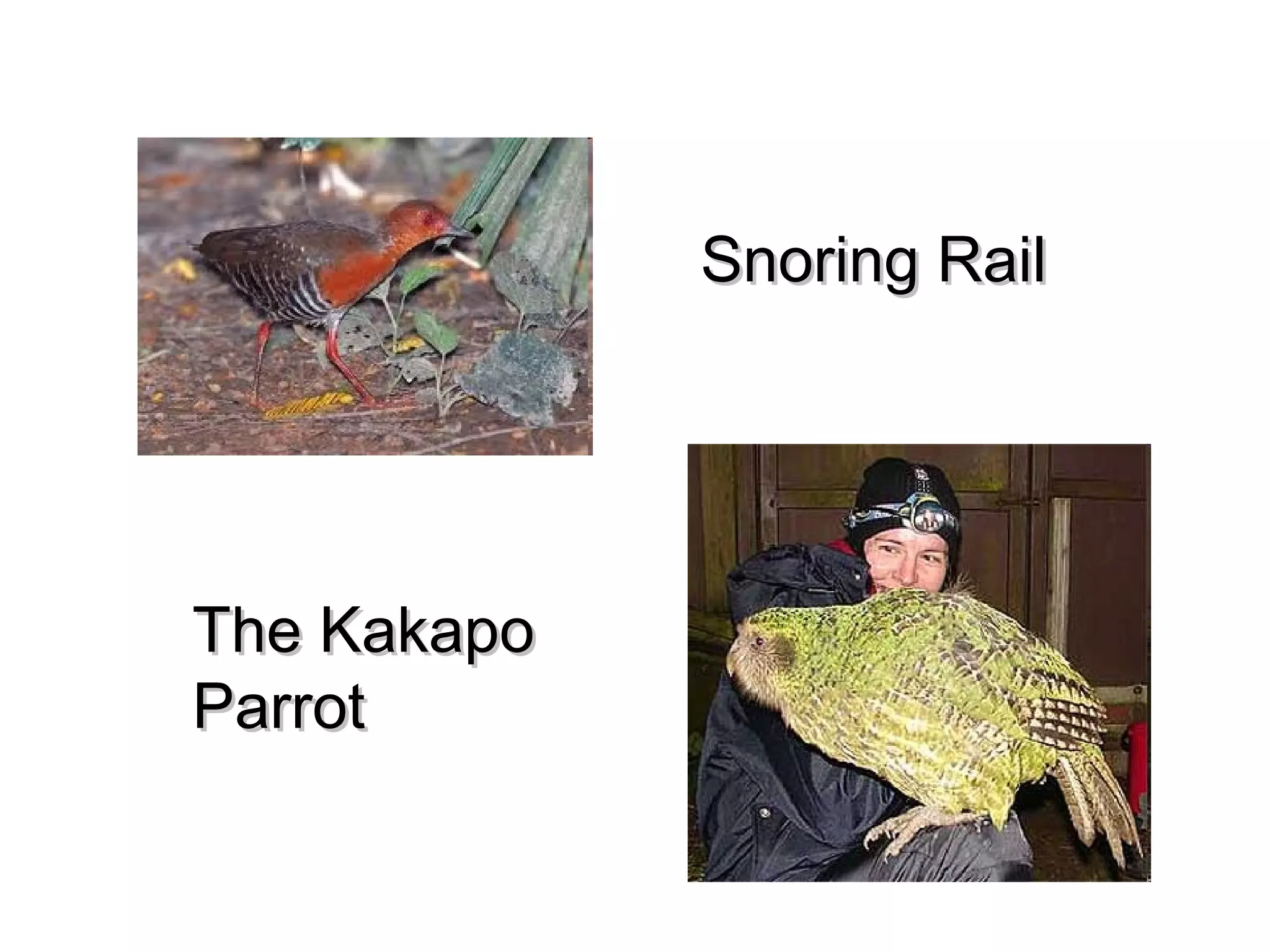 Snoring Rail

The Kakapo
Parrot

 
