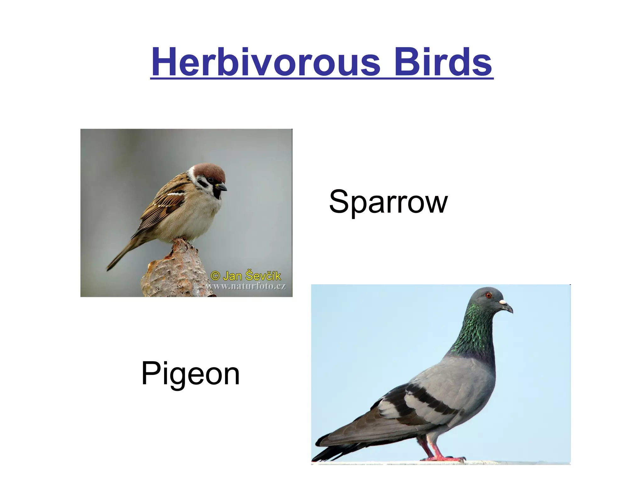 Herbivorous Birds
Sparrow

Pigeon

 