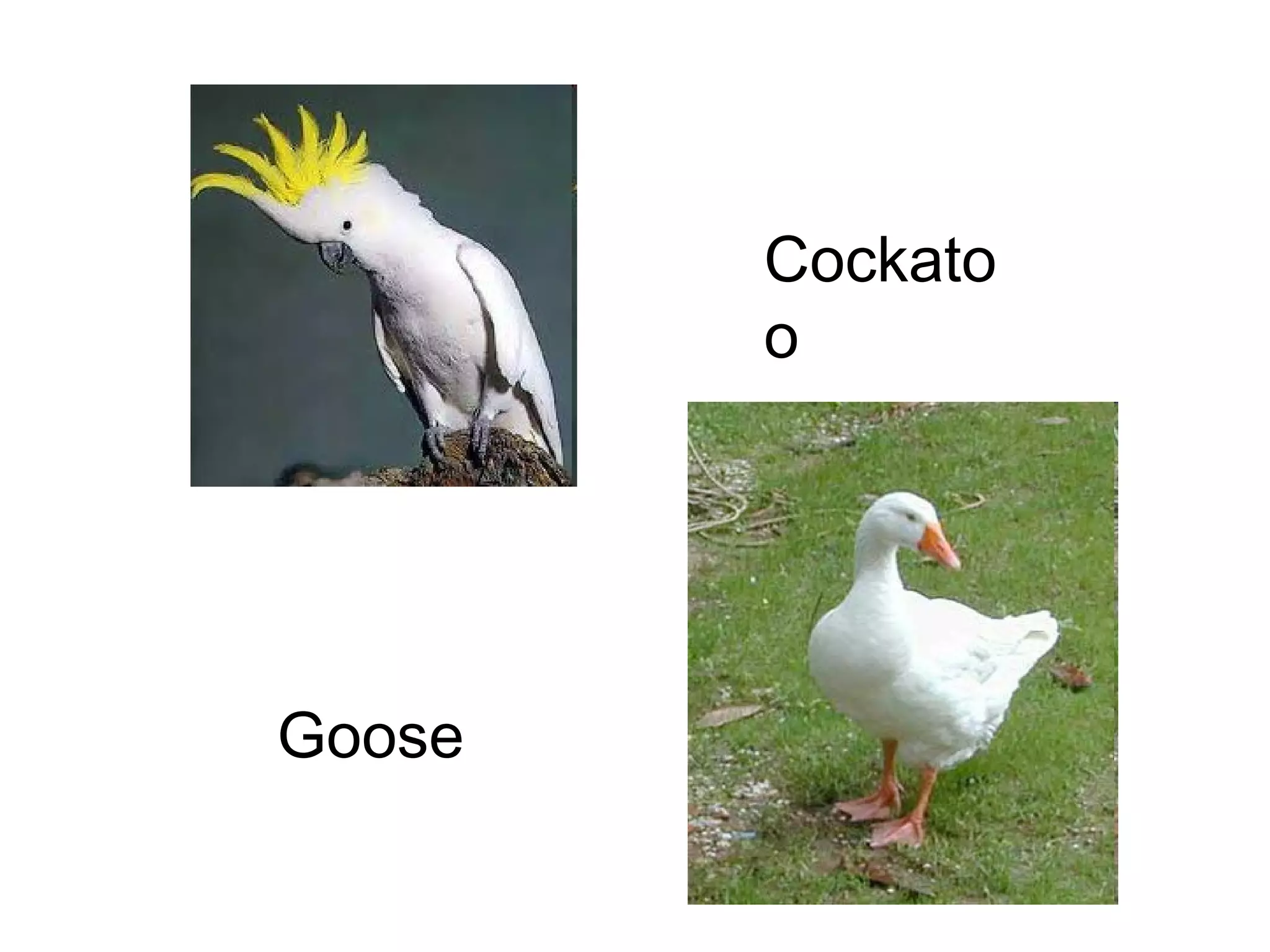 Cockato
o

Goose

 