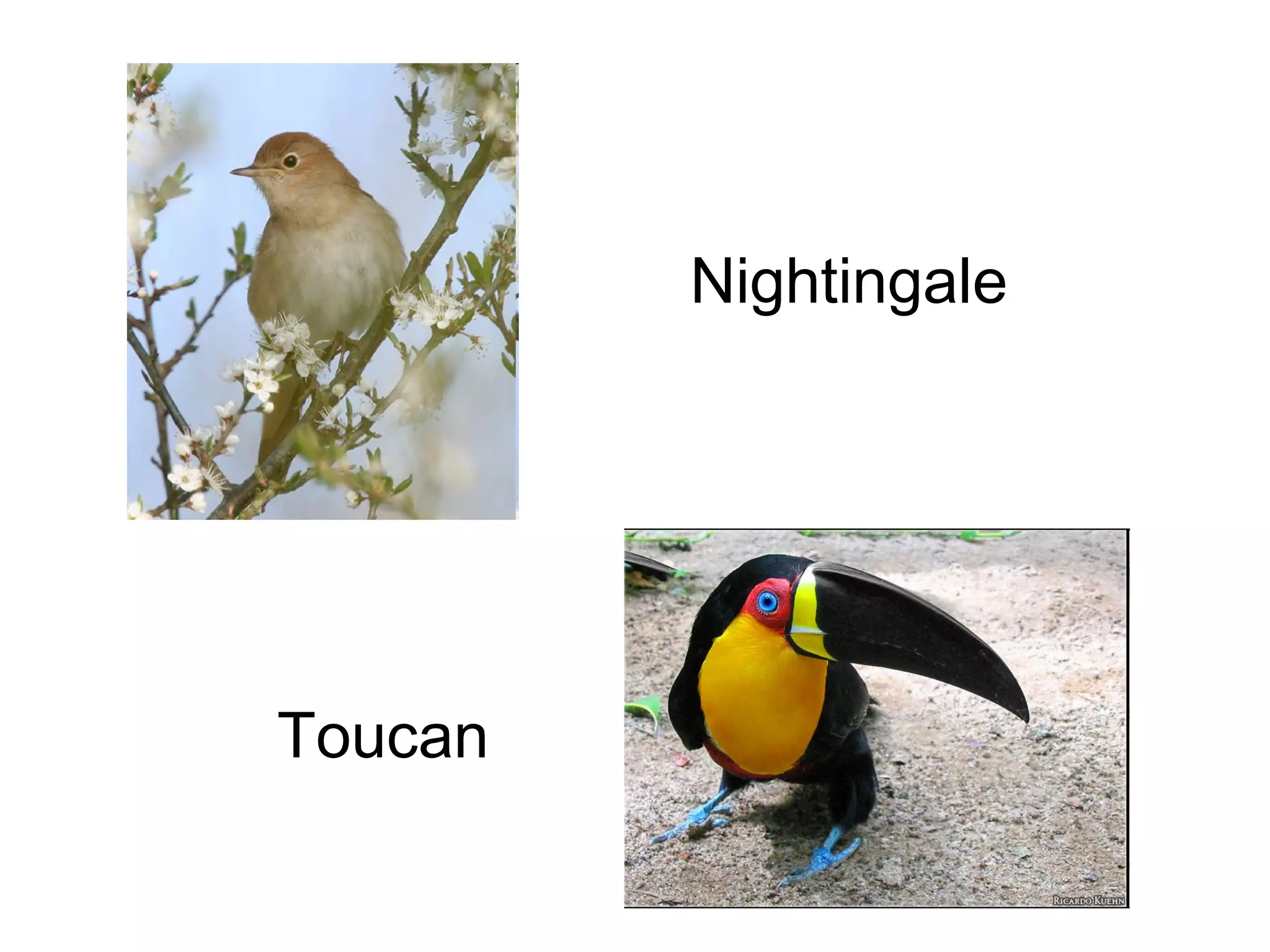 Nightingale

Toucan

 