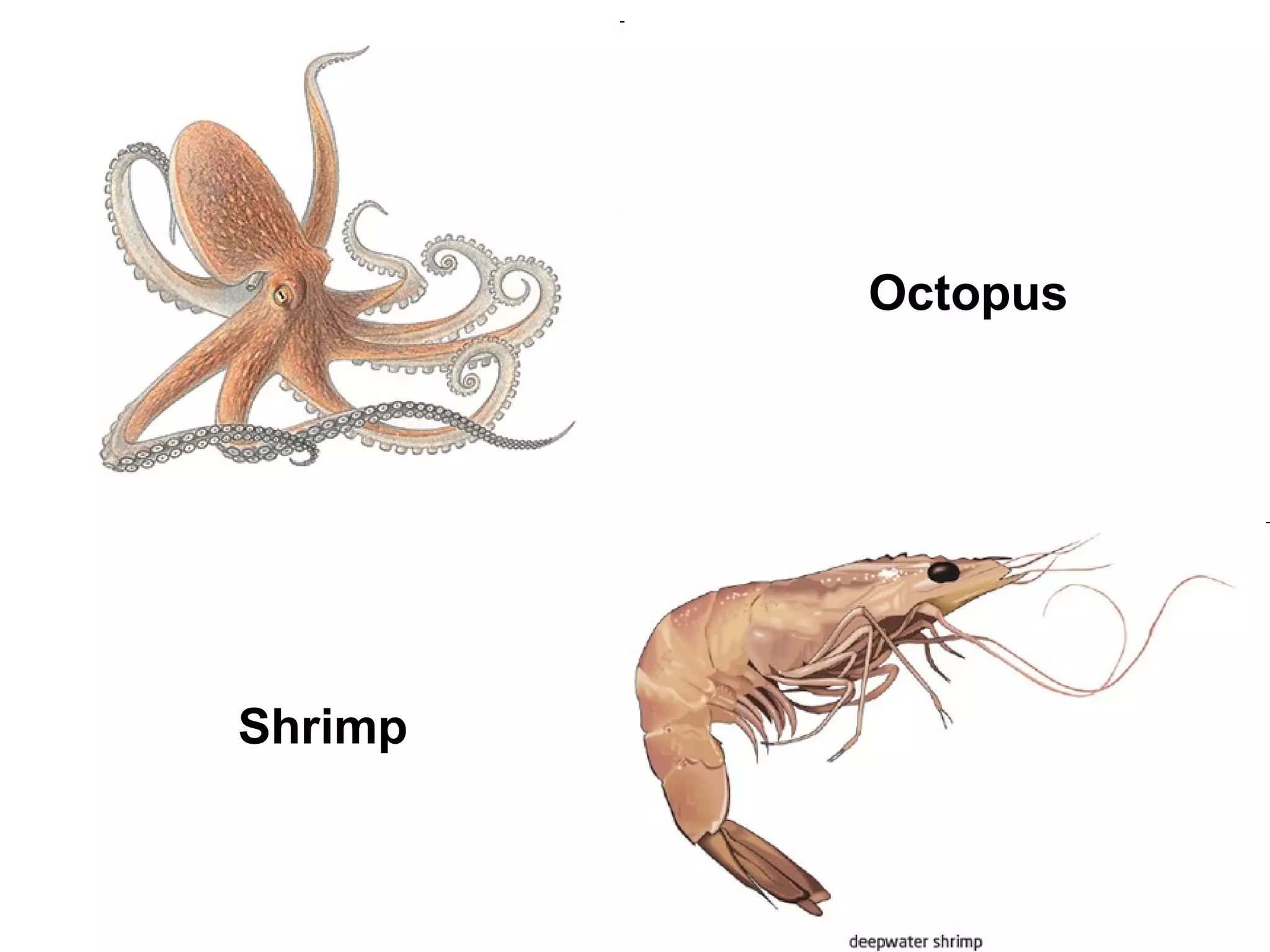 Octopus

Shrimp

 