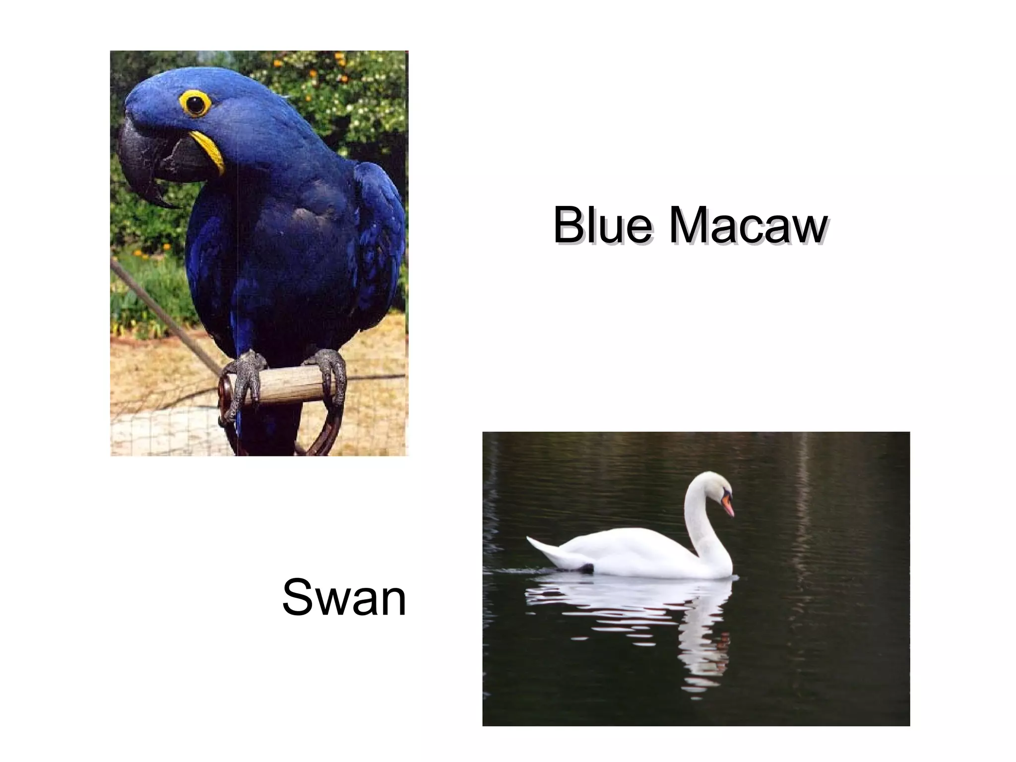 Blue Macaw

Swan

 