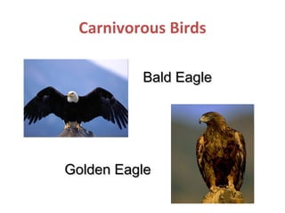 Carnivorous Birds
Bald Eagle

Golden Eagle

 
