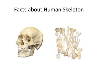 Facts about Human Skeleton

 