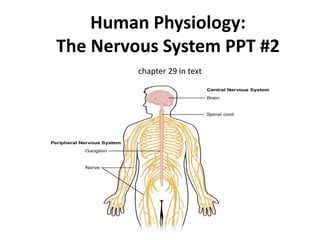 Human Physiology:
The Nervous System PPT #2
chapter 29 in text
 