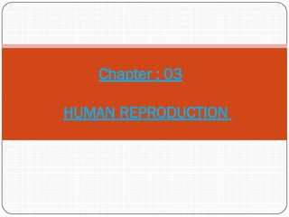 Reproduction Class 11 2_HUMAN_REPRODUCTION.pptx fo class11 neet | PPTX