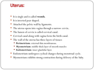 Uterus:
 It is single and is called womb.
 It is inverted pear shaped.
 Attached the pelvic wall by ligaments.
 The uterus opens into vagina through a narrow cervix.
 The lumen of cervix is called cervical canal.
 Cervical canal along with vagina form the birth canal.
 The wall of the uterus has three layers of tissues
 Perimetrium: external thin membranous.
 Myometrium: middle thick layer of smooth muscles
 Endometrium: inner glandular layer.
 Endometrium undergoes cyclical changes during menstrual cycle.
 Myometrium exhibits strong contraction during delivery of the baby.
 