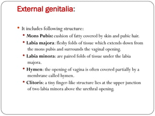 External genitalia:
 It includes following structure:
 Mons Pubis: cushion of fatty covered by skin and pubic hair.
 Labia majora: fleshy folds of tissue which extends down from
the mons pubis and surrounds the vaginal opening.
 Labia minora: are paired folds of tissue under the labia
majora.
 Hymen: the opening of vagina is often covered partially by a
membrane called hymen.
 Clitoris: a tiny finger-like structure lies at the upper junction
of two labia minora above the urethral opening.
 