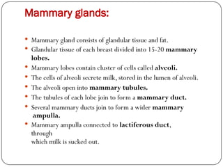 Mammary glands:
 Mammary gland consists of glandular tissue and fat.
 Glandular tissue of each breast divided into 15-20 mammary
lobes.
 Mammary lobes contain cluster of cells called alveoli.
 The cells of alveoli secrete milk, stored in the lumen of alveoli.
 The alveoli open into mammary tubules.
 The tubules of each lobe join to form a mammary duct.
 Several mammary ducts join to form a wider mammary
ampulla.
 Mammary ampulla connected to lactiferous duct,
through
which milk is sucked out.
 