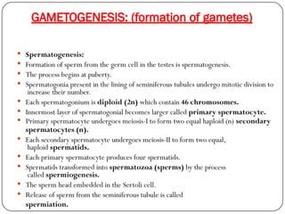 GAMETOGENESIS: (formation of gametes)
 Spermatogenesis:
 Formation of sperm from the germ cell in the testes is spermatogenesis.
 The process begins at puberty.
 Spermatogonia present in the lining of seminiferous tubules undergo mitotic division to
increase their number.
 Each spermatogonium is diploid (2n) which contain 46 chromosomes.
 Innermost layer of spermatogonial becomes larger called primary spermatocyte.
 Primary spermatocyte undergoes meiosis-I to form two equal haploid (n) secondary
spermatocytes (n).
 Each secondary spermatocyte undergoes meiosis-II to form two equal,
haploid spermatids.
 Each primary spermatocyte produces four spermatids.
 Spermatids transformed into spermatozoa (sperms) by the process
called spermiogenesis.
 The sperm head embedded in the Sertoli cell.
 Release of sperm from the seminiferous tubule is called
spermiation.
 