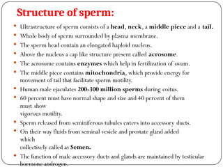 Structure of sperm:
 Ultrastructure of sperm consists of a head, neck, a middle piece and a tail.
 Whole body of sperm surrounded by plasma membrane.
 The sperm head contain an elongated haploid nucleus.
 Above the nucleus a cap like structure present called acrosome.
 The acrosome contains enzymes which help in fertilization of ovum.
 The middle piece contains mitochondria, which provide energy for
movement of tail that facilitate sperm motility.
 Human male ejaculates 200-300 million sperms during coitus.
 60 percent must have normal shape and size and 40 percent of them
must show
vigorous motility.
 Sperm released from seminiferous tubules enters into accessory ducts.
 On their way fluids from seminal vesicle and prostate gland added
which
collectively called as Semen.
 The function of male accessory ducts and glands are maintained by testicular
hormone androgen.
 