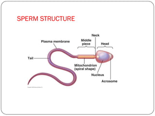 SPERM STRUCTURE
 